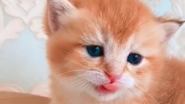 Baby cute cat looks very beautiful