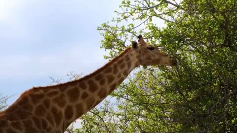 The most beautiful view of cute giraffe