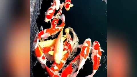 beautiful koi fish from Japan