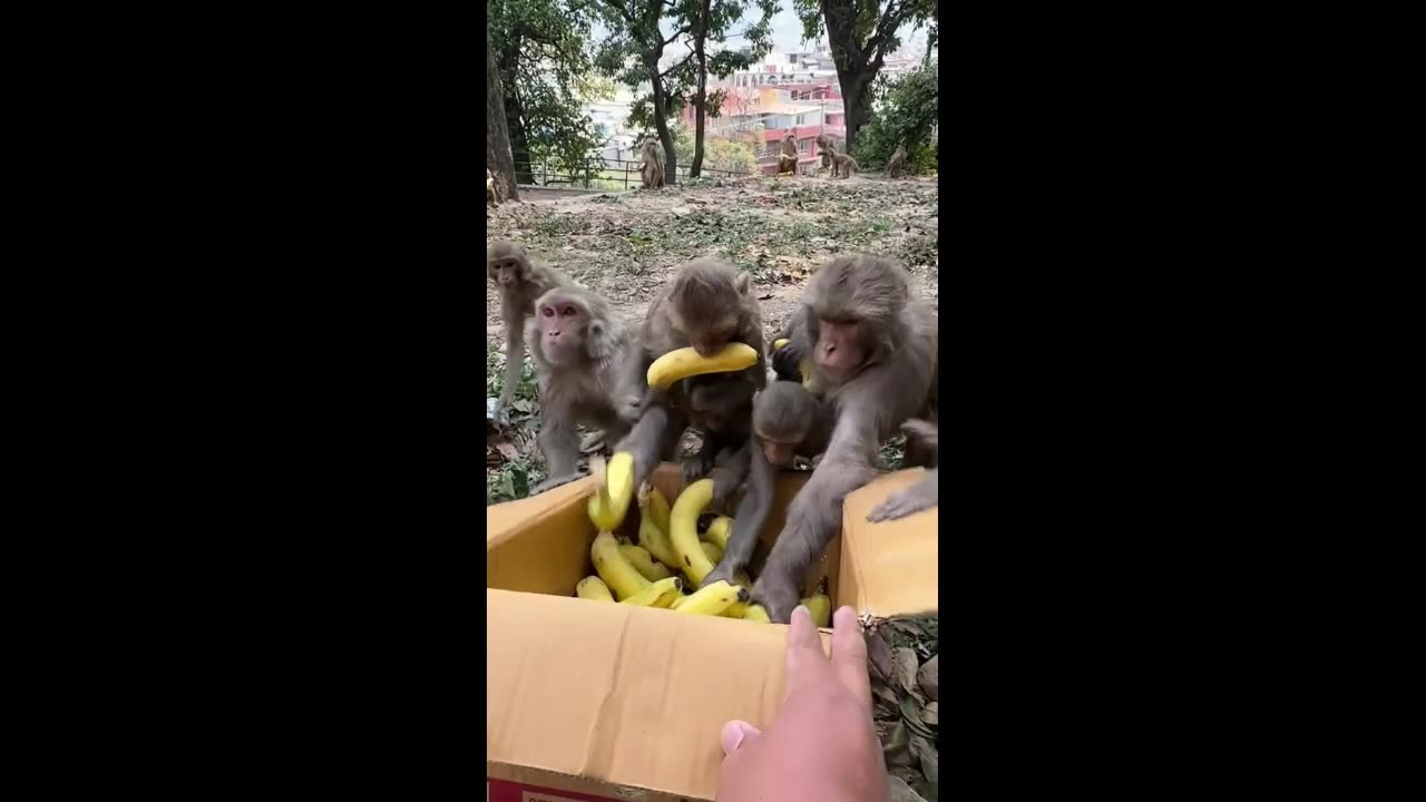 Helping to feed hungry monkey family