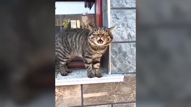 These cats can speak english better than humans