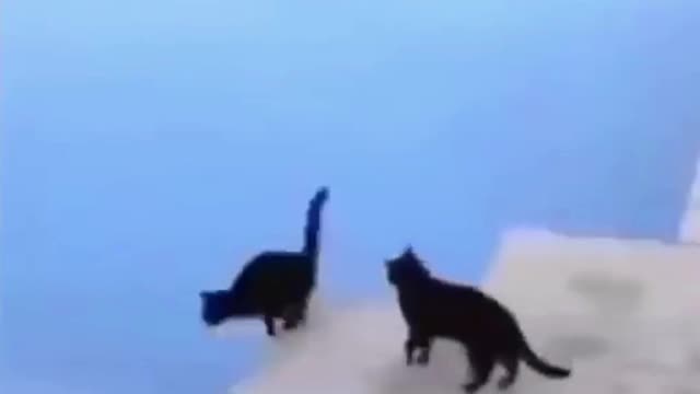 water cat
