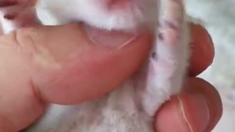 # Best Of The Funny Animals Videos 2021 #