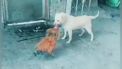 Chicken VS Dog Fight