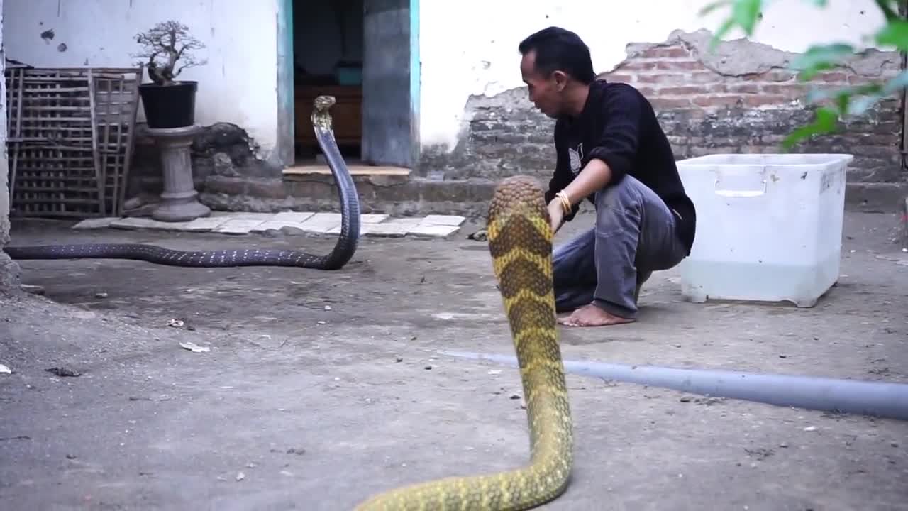 KING COBRA JAWA VS KING COBRA KALIMANTAN