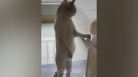 funny cats, try not to laugh