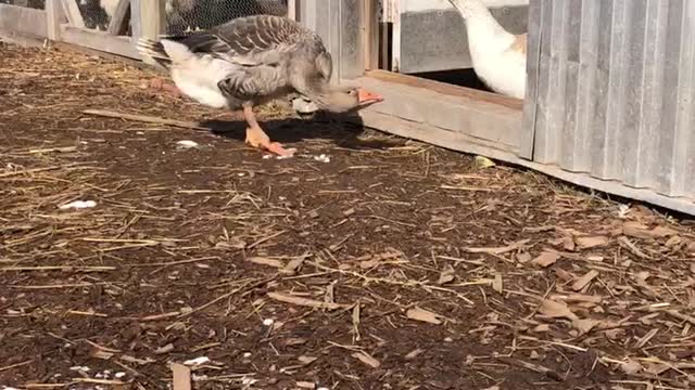 Bert and Wheezy have a lot to say this morning.