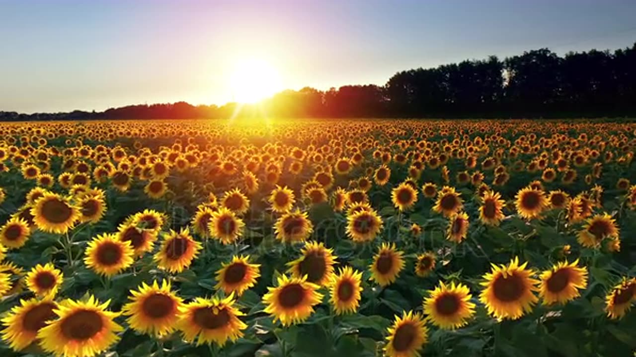 Sun flowers