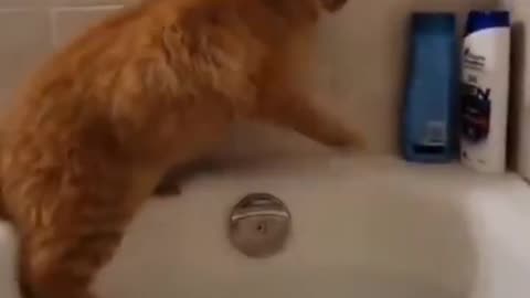 Funny animal videos 🤣