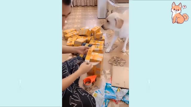Cute Puppies Cute Funny and Smart Dogs Compilation 38
