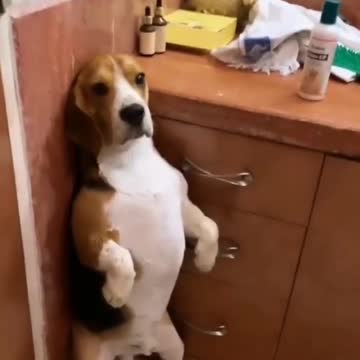 We all love our pets. We should treat them with care, love and understanding. They are like children