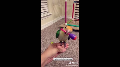 Funny Parrots Videos Compilation ~ Pet Birds of TikTok Compilation