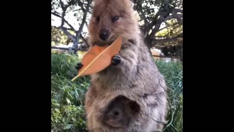 funny animals try to not laugh