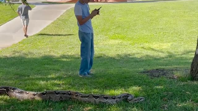 wow!wow snake