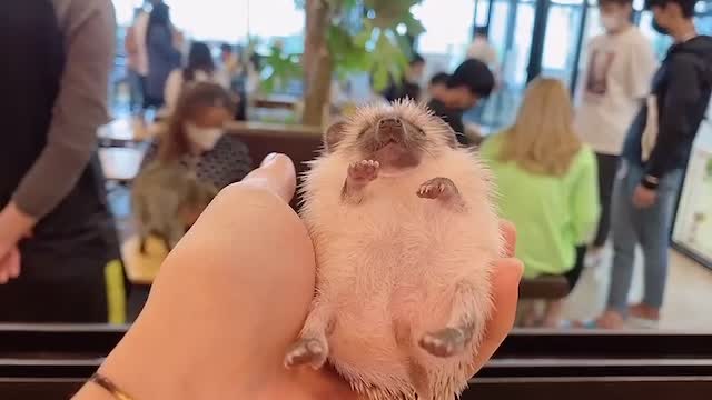 A hedgehog