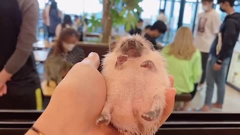 A hedgehog