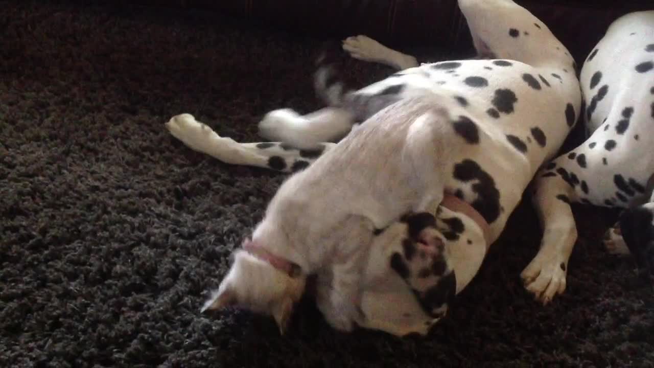 Kitten challenges Dalmatian to adorable play fight