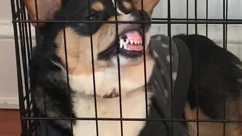 Corgi Rests Nose Against Crate