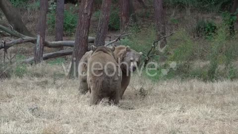 Animals Fight bears