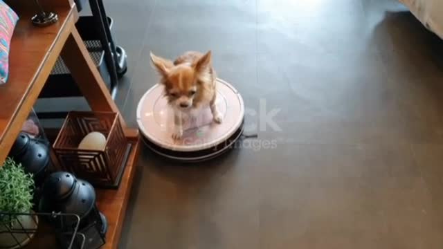 Dog playing on robot vacuum cleaner ❤️