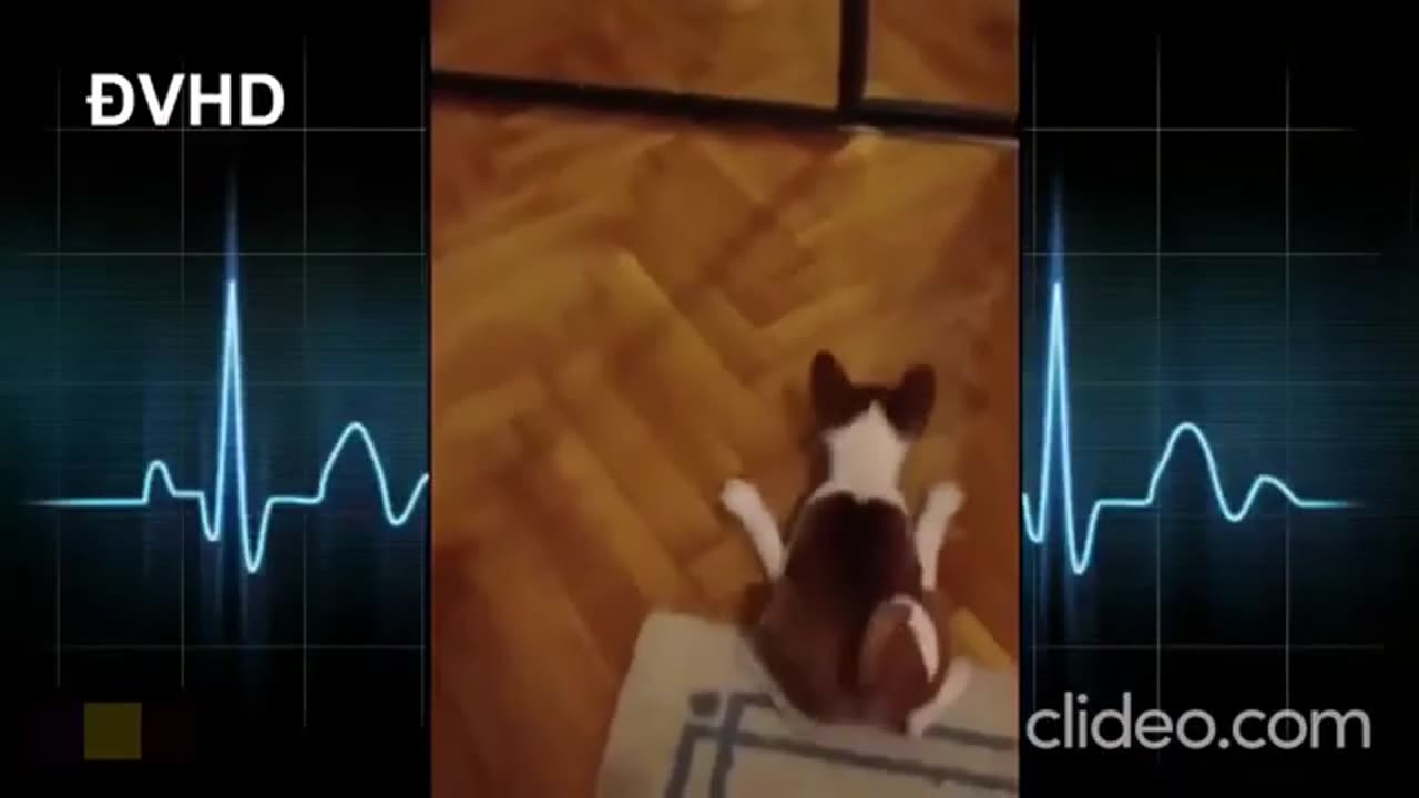 animal mirror6