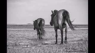 Wild Horses of the Crystal Coast