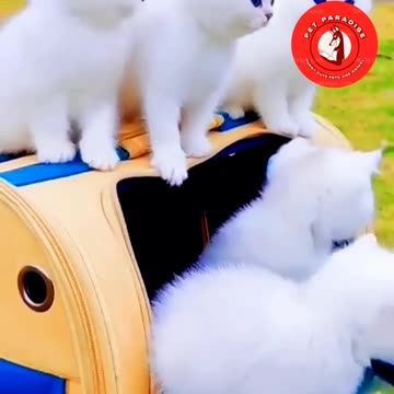 "Adorable White Kitten with Mesmerizing Blue Eyes"