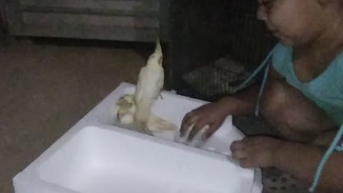 Cockatiel puppy her joy