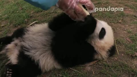 Baby pandas drink bottled milk by themselves, you look so cute!