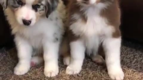 The Meteorite Border Collie is so pretty