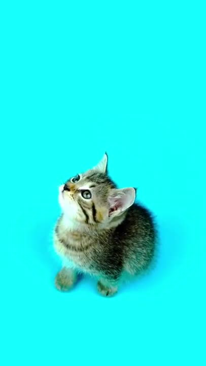 Cute Kitten On a Blue Light#Shorts