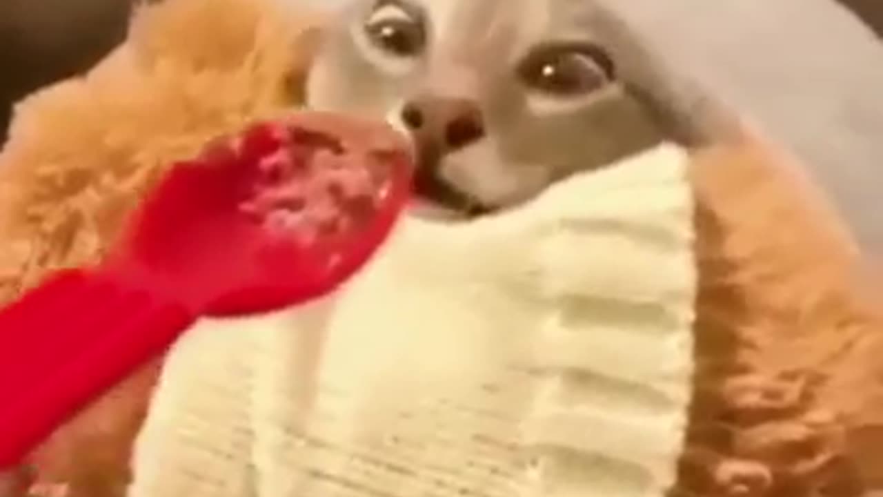 Cat funny video