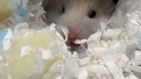 hamster drama