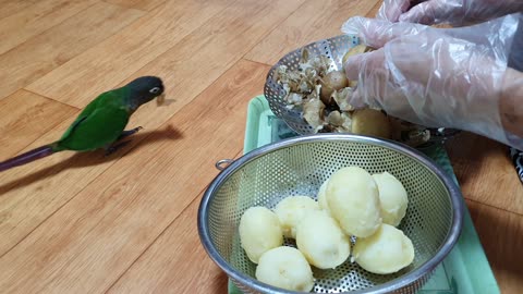 conure thief