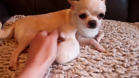 Micro Mini Me! - cute Dog