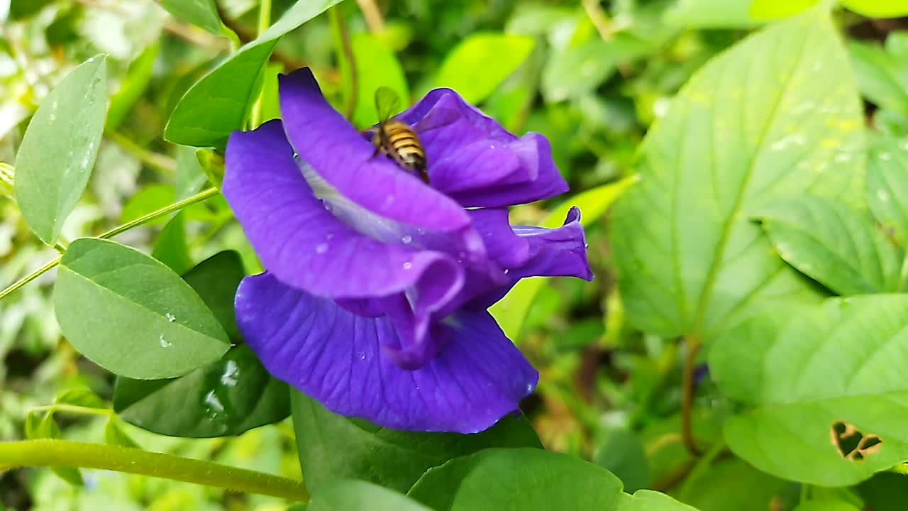 Medicinal Flower