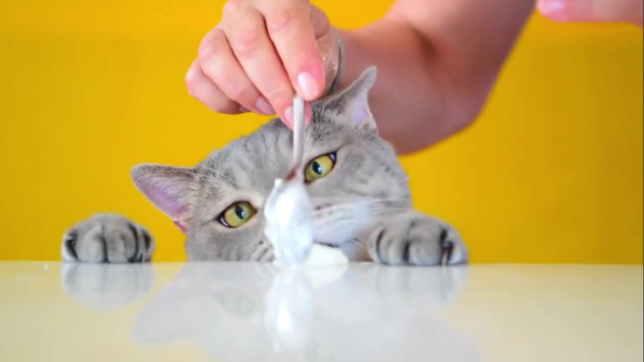 Funniest Cats Part 4 - Don't Try To Stop Laughing 🤣 - Funniest Cats Ever 🤣