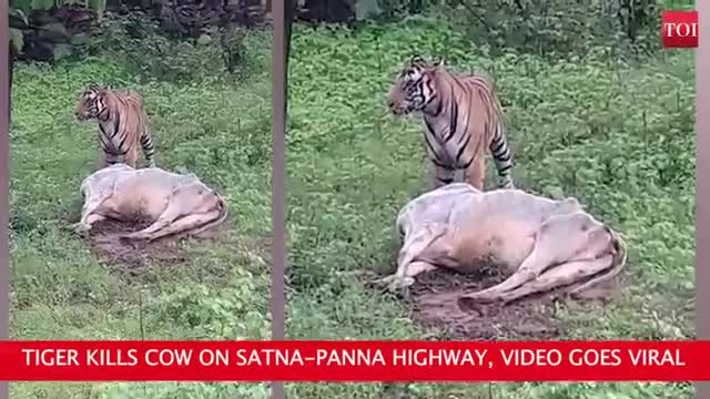 Tiger kills bulf