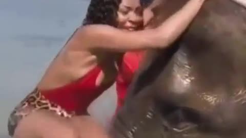 cute elephant