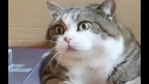 #The_Loveliest_Animals cat video, cat moment , cute cat , cute cat moment