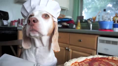 Dog Makes Pizza Cute Dog Maymo