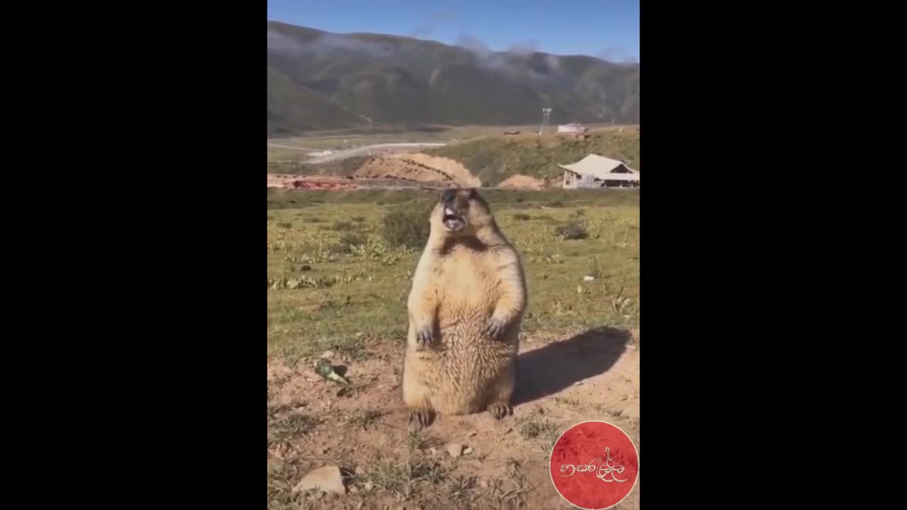 funny cat video like