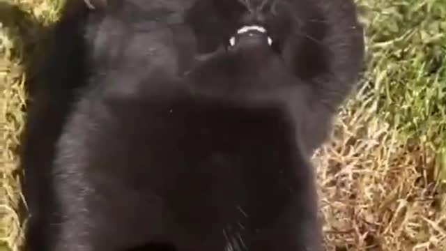 Cat Funny Videos