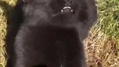 Cat Funny Videos