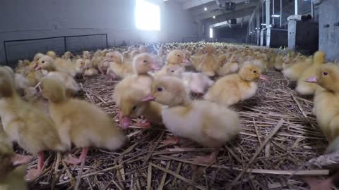 Adorable little ducklings growing at poutlry farm for meat
