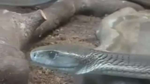 Snake Zoo Helsinki🤫😱😲😱 #shorts #short #youtubeshorts #youtube