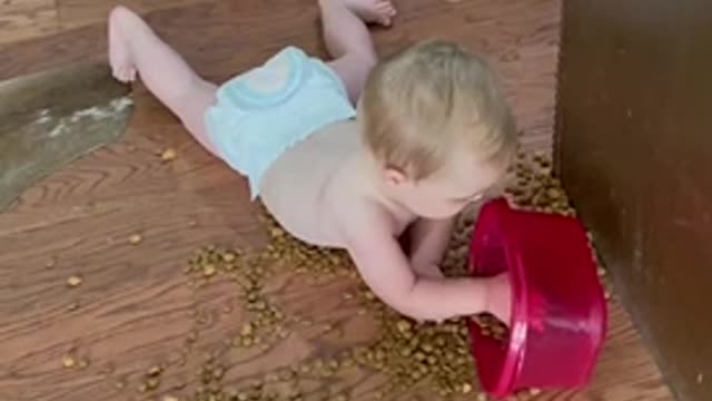 Baby Plays With Dog Food While Crawling in It