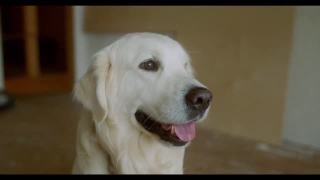 Super Funny Dog
