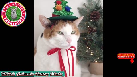 Merry Christmas Fanny vidéos animals 2023