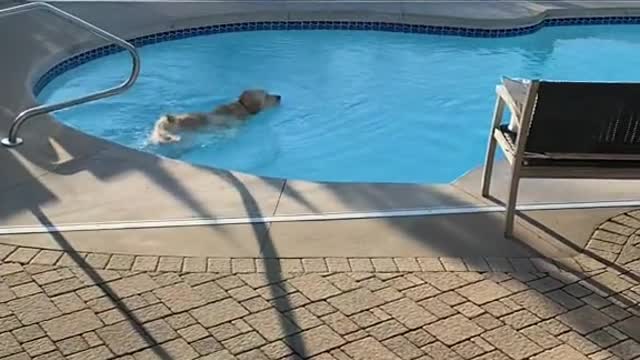 Jump in a swimming pool